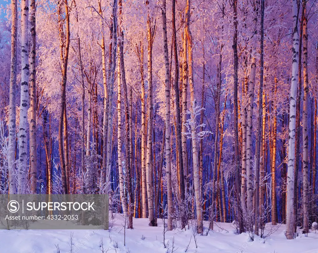 Warm light of winter illuminating frosted birch forest near Knik, Alaska.