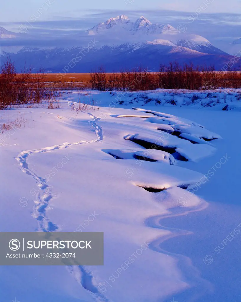Moose tracks along frozen Cottonwood Creek, Palmer Hay Flats State Game Refuge, Alaska.