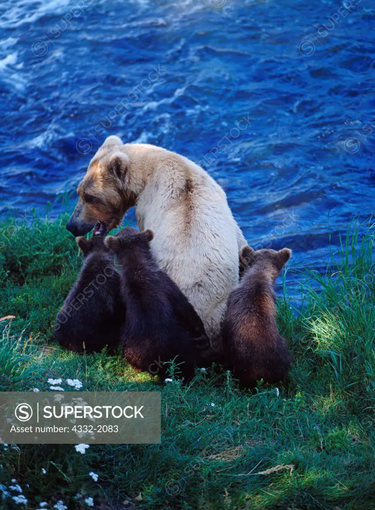 Sow Grizzly with three cubs, Brooks Falls, Katmai National Park, Alaska.