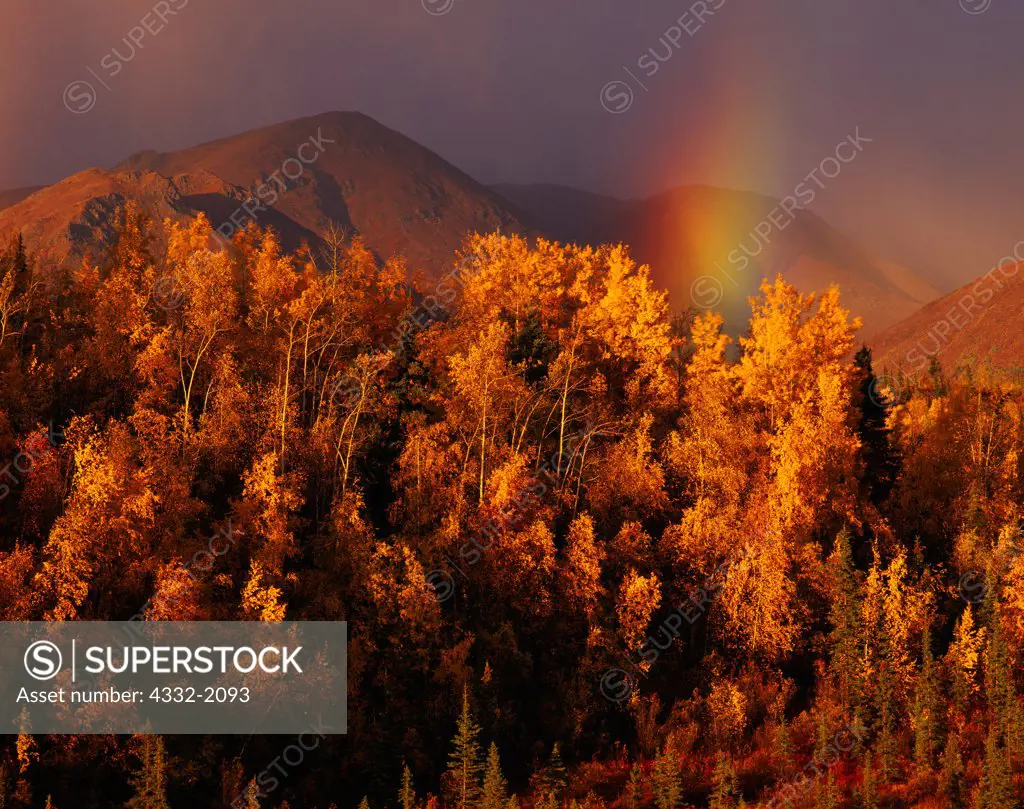Autumn view of rainbow, boreal forest of Quaking Aspen, Populus tremuloides, and Paper Birch, Betula papyrifera, Mentasta Mountains, Wrangell-St. Elias National Preserve, Alaska.