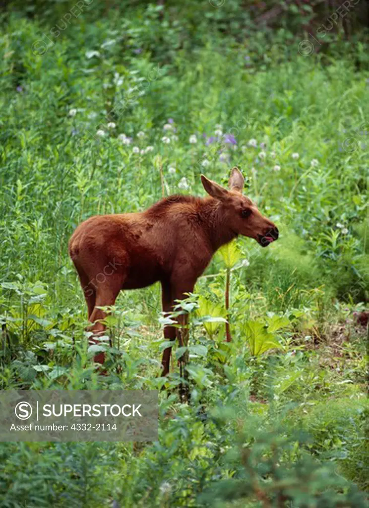 Moose calf, Alces alces, licking its lips before chowing down on rhubarb growing near Cottonwood Creek, Matanuska Valley, Alaska.