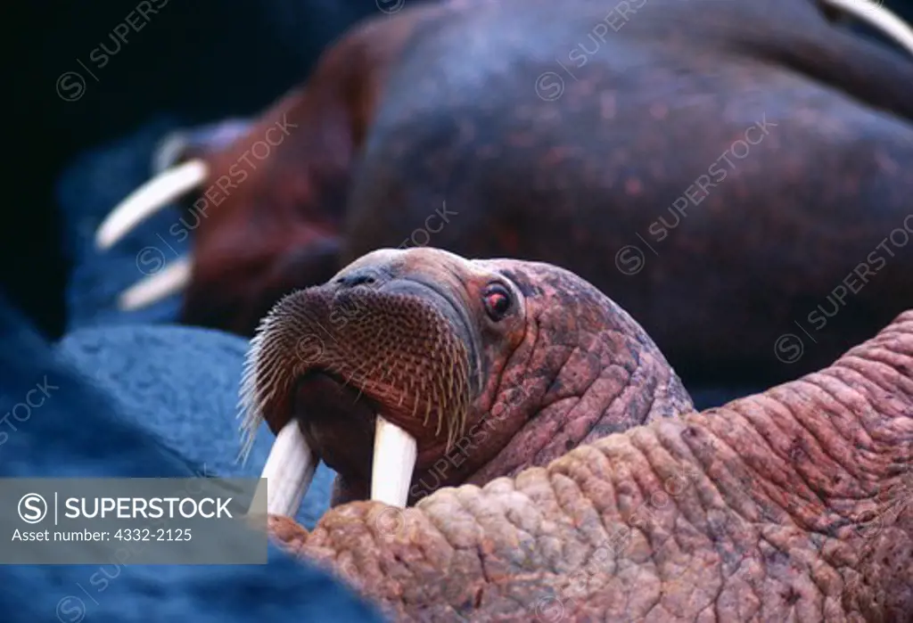 Bull walruses, Odobenus rosmarus, hauled out on Round Island, Walrus Islands State Game Sanctuary, Bering Sea, Alaska.