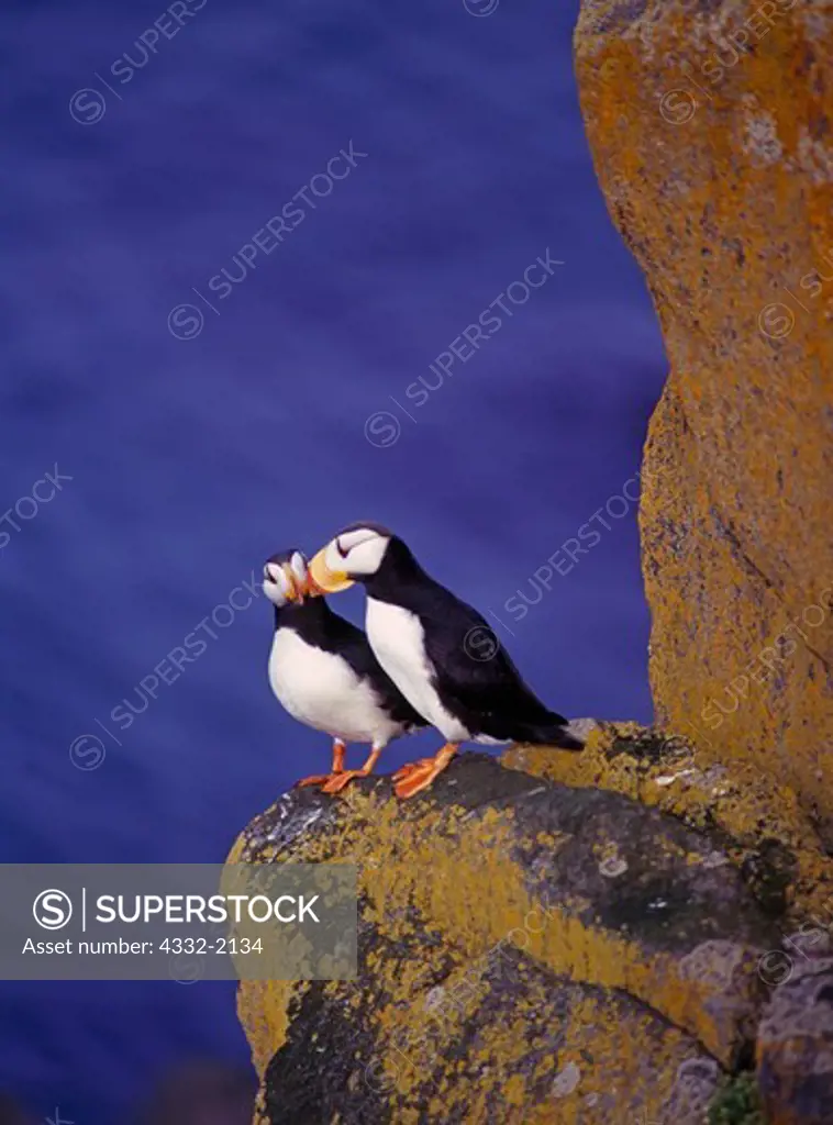 Pair of horned puffins, Fratercula corniculata, perched on rock ledge, Round Island, Walrus Islands State Game Sanctuary, Bering Sea, Alaska.