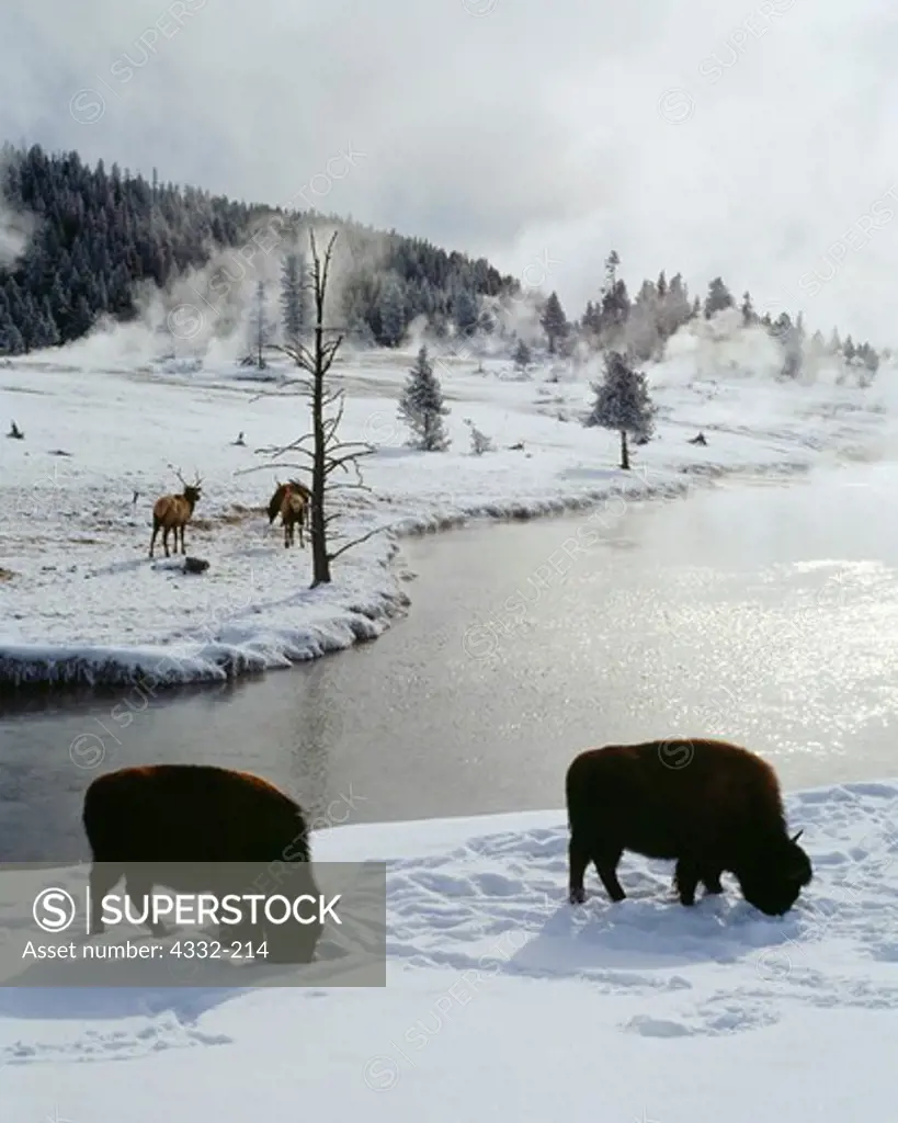 Bison and elf forage for food in the snows of winter beside the Firehole River, in Yellowstone National Park.