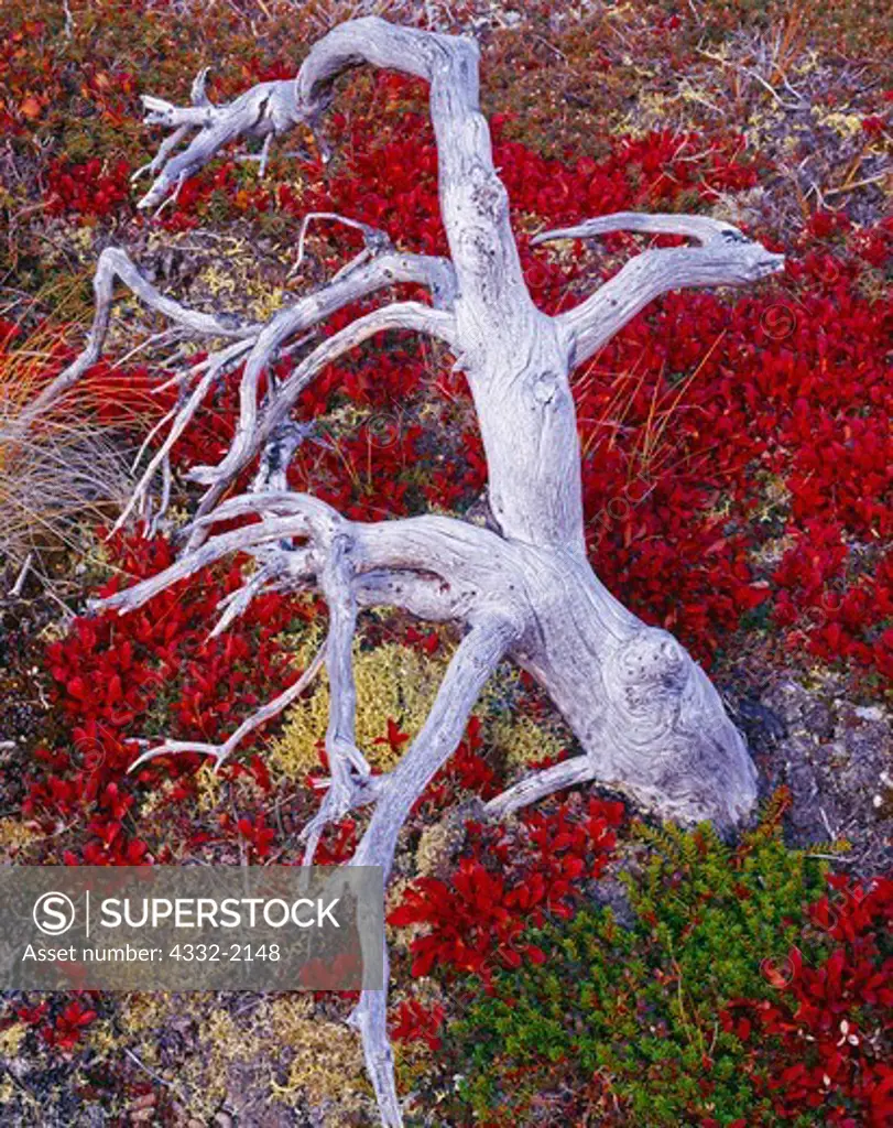 Weathered spruce snag among tundra of alpine bearberry, Arctostaphylos alpina, crowberry, Arctostaphylos alpina, and lichens near Lower Twin Lake, Lake Clark National Park, Alaska.