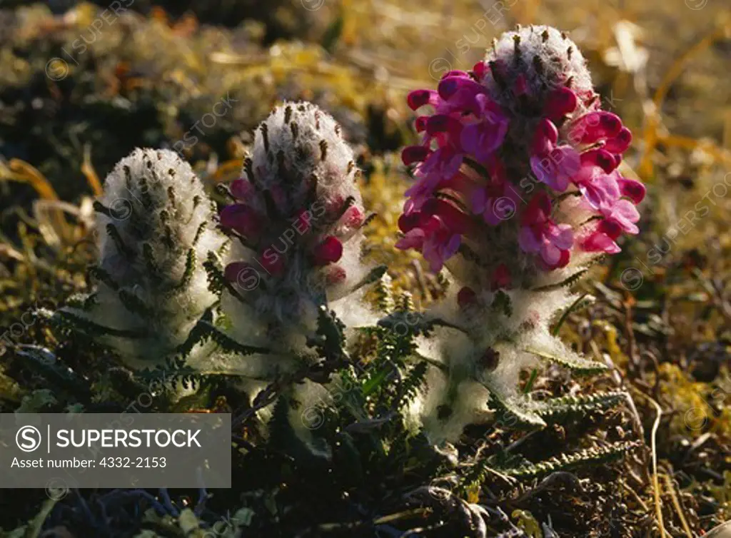 Woolly lousewort, Pedicularis Kanei, alpine tundra, Lake Clark National Park, Alaska.