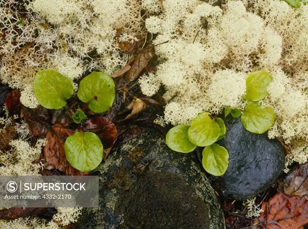 Wintergreen, Pyrola sp., and reindeer lichen, Cladina stellaris, among cobbles near the Chilkoot Trail, Klondike Gold Rush National Historical Park, Alaska.