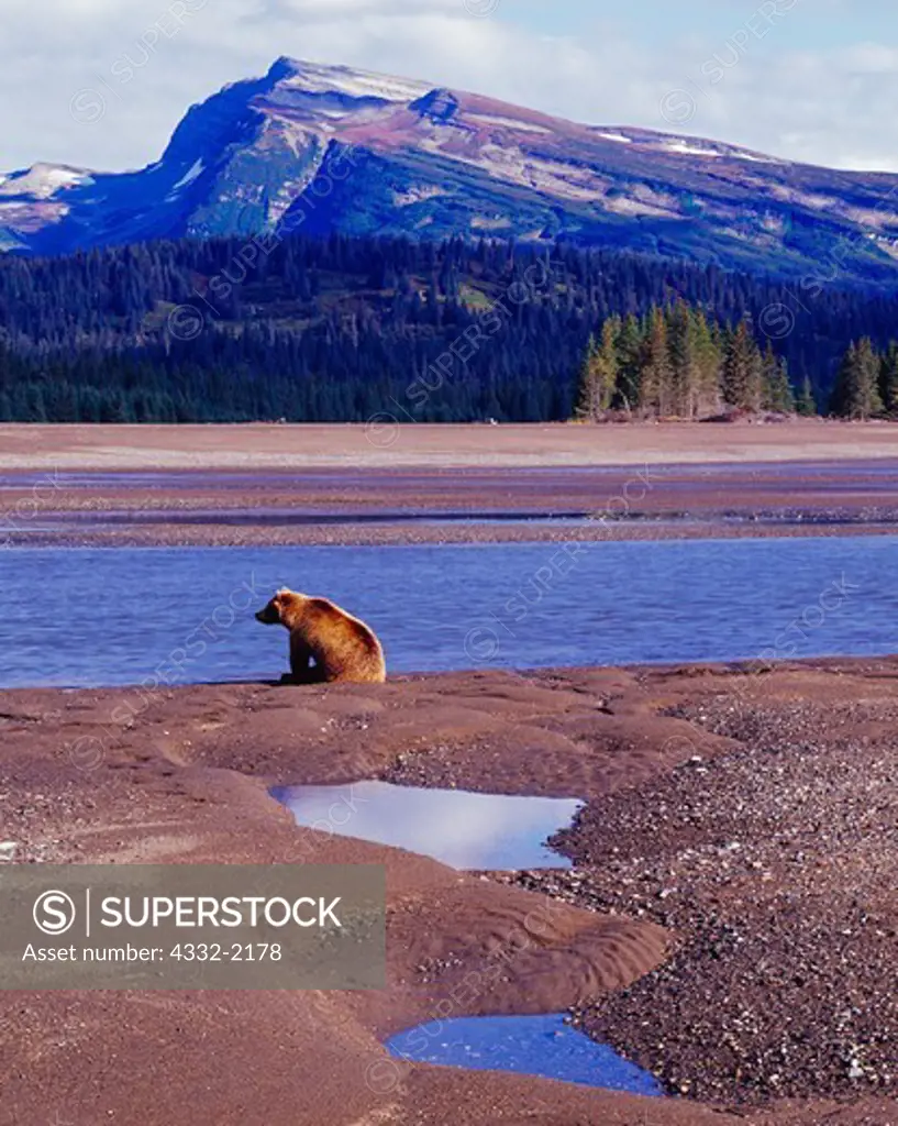 Brown Bear waiting for Silver Salmon, Silver Salmon Creek with Slope Mountain beyond, coast of Lake Clark National Park, Alaska.