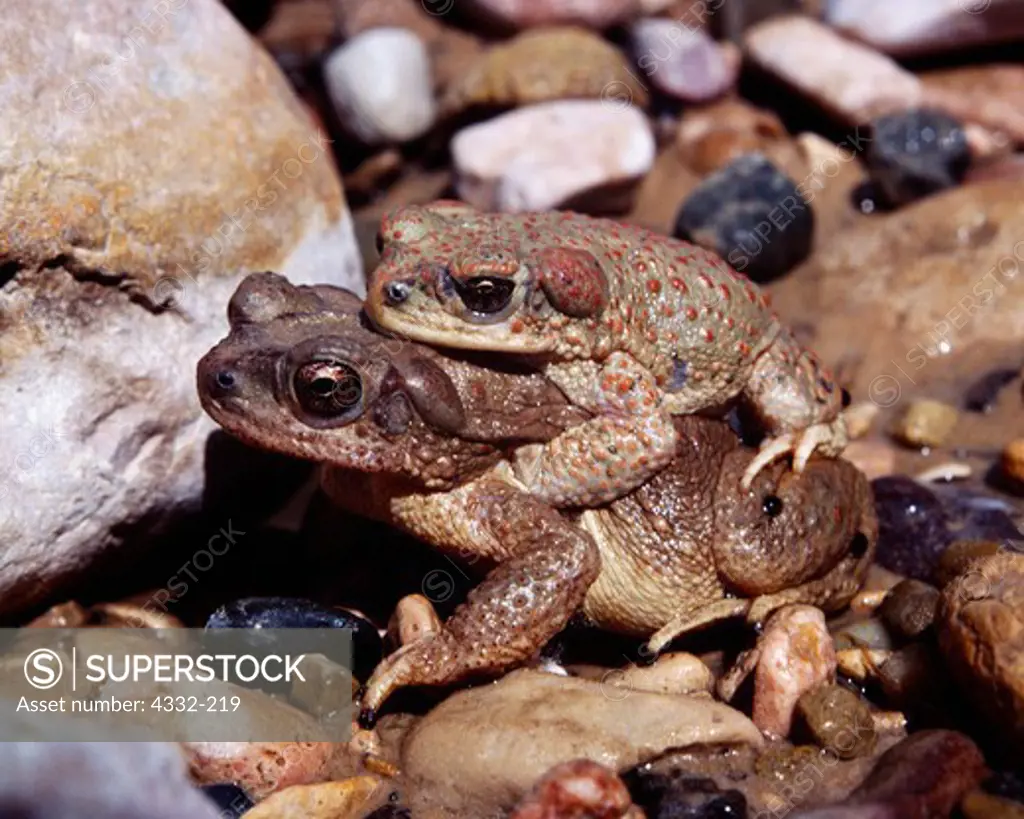 Red-spotted toads (Bufo punctatus), during spring mating season, Hackberry Canyon, Grand Staircase Escalante National Monument, Utah.