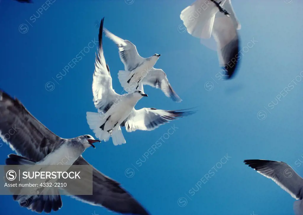 Laughing Gulls, Larus atricilla, in winter plumage flying, Coast of Florida.