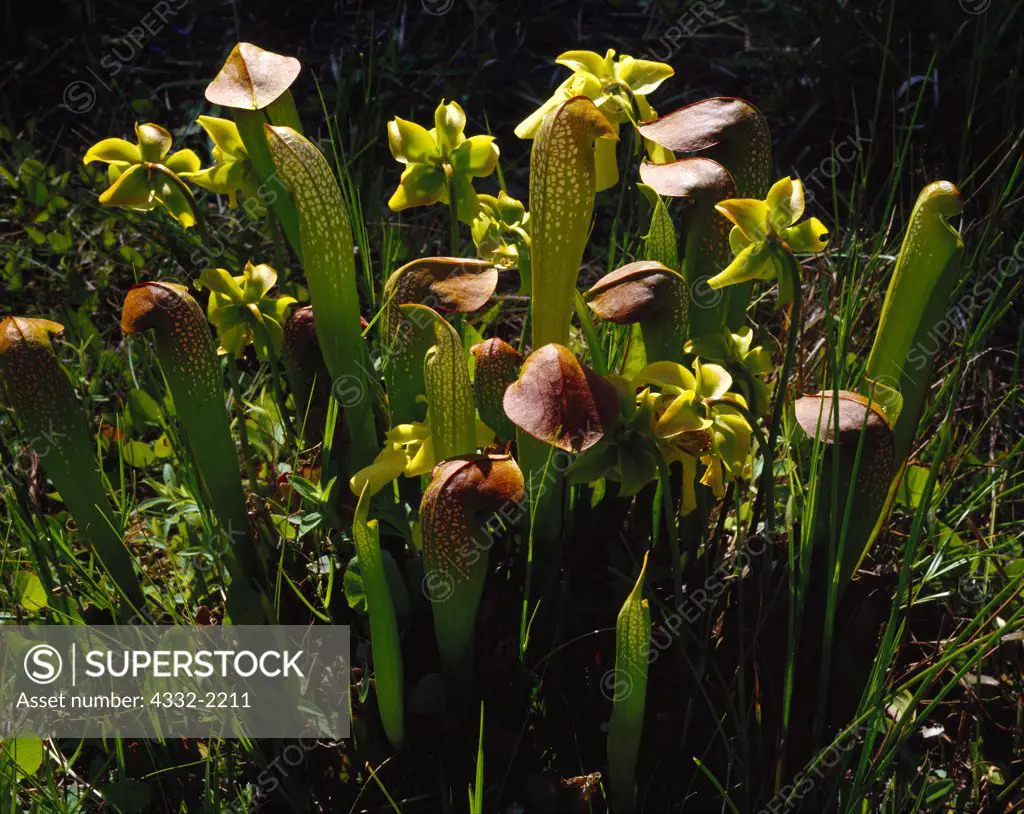 Hooded Pitcher Plant, Sarracenia minor, carnivorous plant blooming in the Okefenokee National Wildlife Refuge, Georgia.