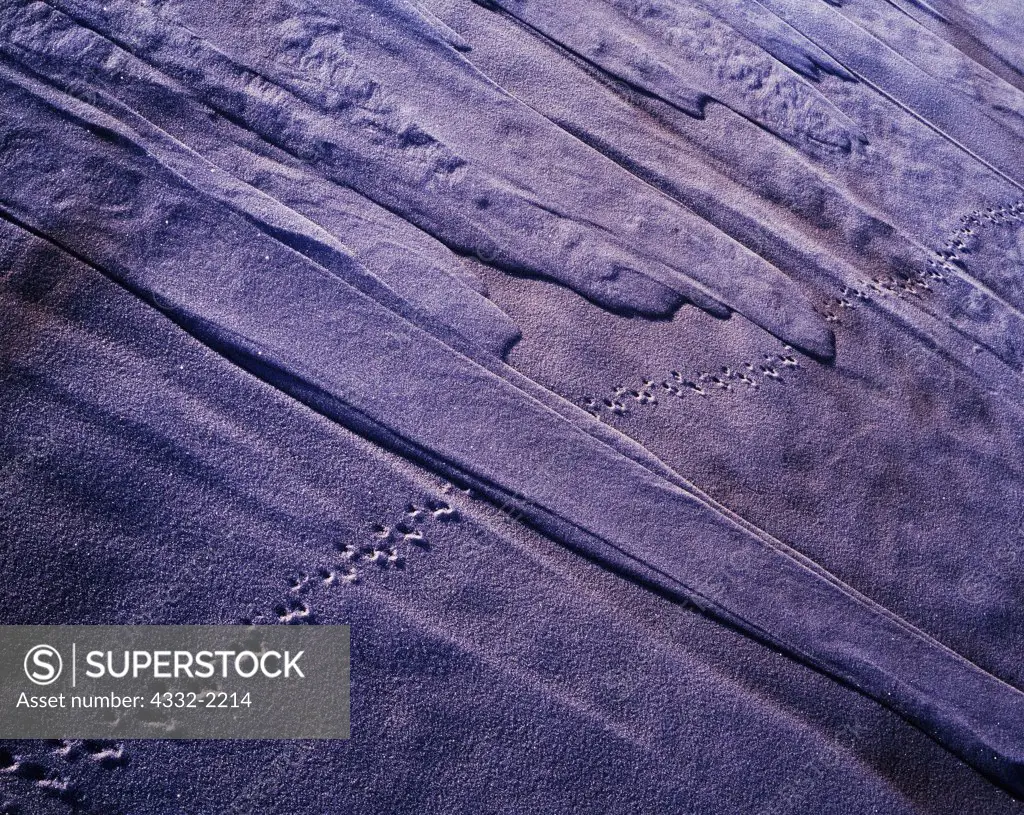 Mouse tracks crossing frosted and shifting sand, Great Sand Dunes, Great Sand Dunes National Park, Colorado.