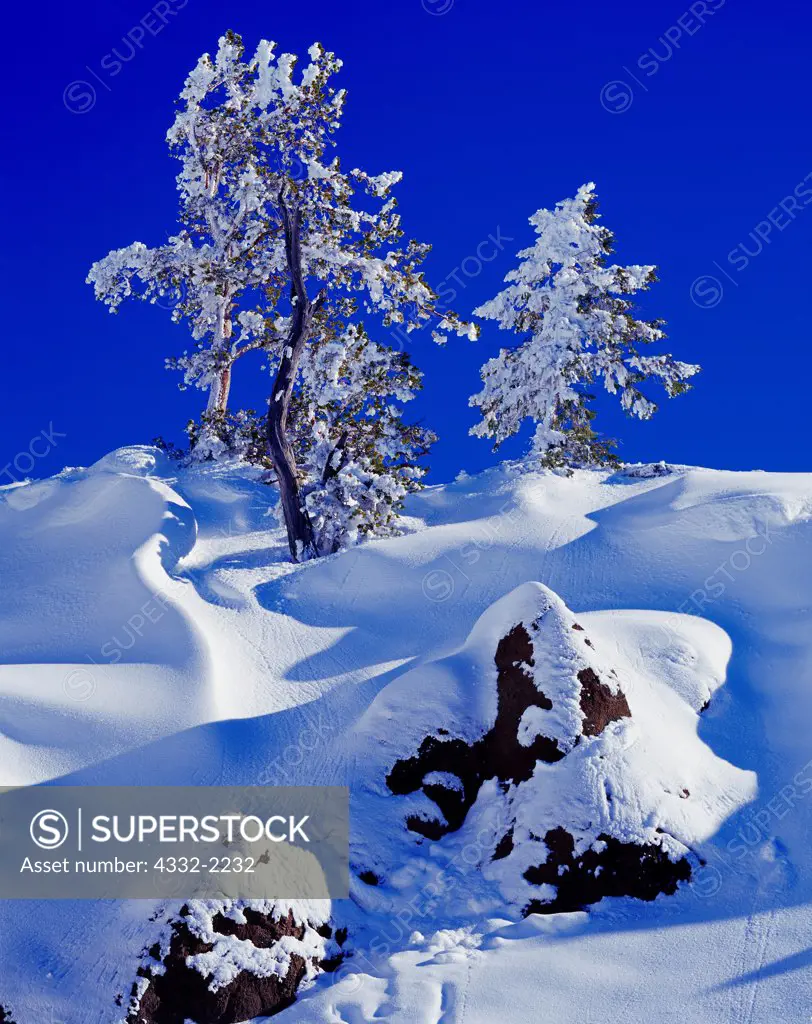 Snow and rime-coated Whitebark Pines, Pinus albicaulis, and Douglas Fir, Pseudotsuga menziesii, Galena Summit, Sawtooth National Recreation Area, Sawtooth National Forest, Idaho.
