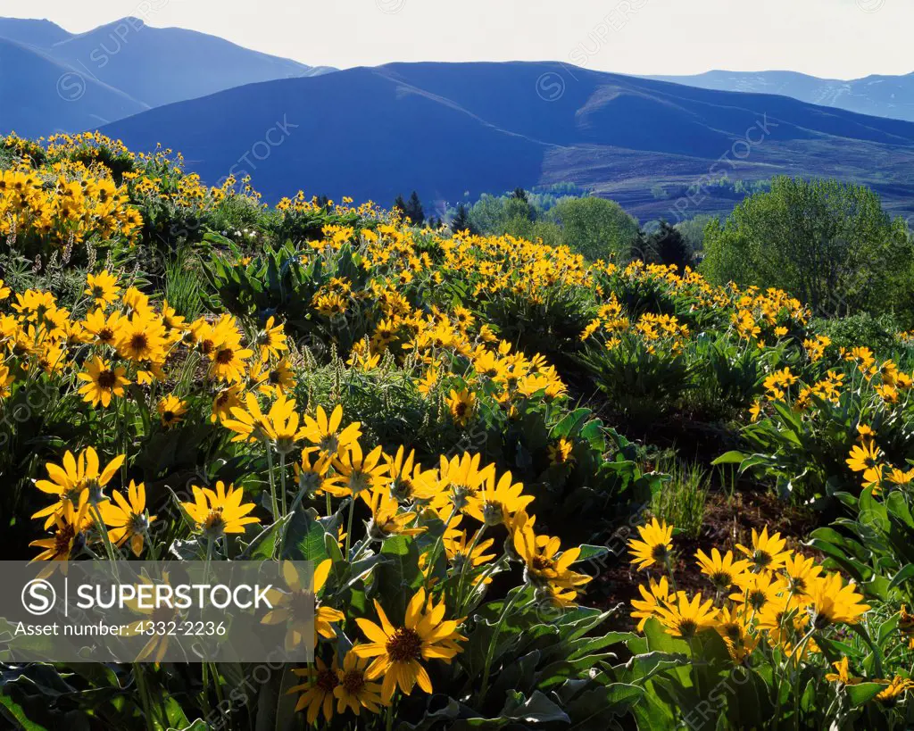 Arrowleaf Balsam Root, Balsamorhiza sagittata, blooming in foothills of the Pioneer Mountains, Sun Valley, Idaho.