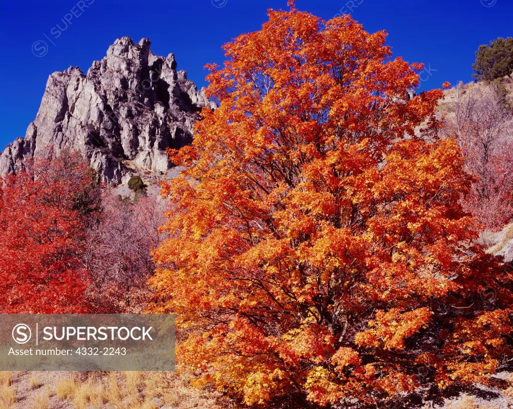 Autumn colors of Bigtooth Maples, Acer grandidentatum, Weston Canyon, Bannock Range, Caribou-Targhee National Forest, Idaho.