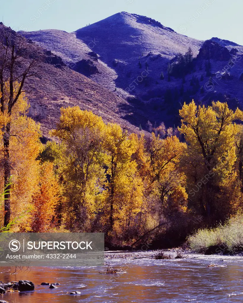 Autumn gold of balsam poplars, Populus balsamifera, along the Big Wood River between Ketchum and Hailey, Pioneer Mountains, Idaho.