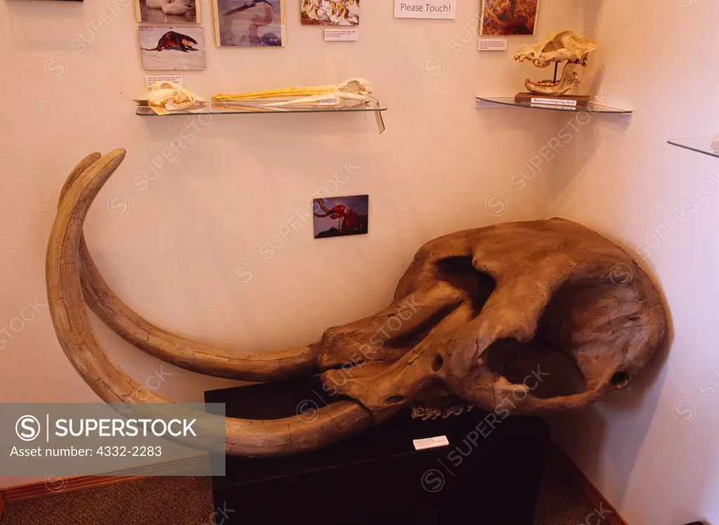 Female Mastadon skull from a peat bog in Ansonia, Ohio on display at the Hagerman Fossil Beds National Monument Visitor Center, Hagerman, Idaho.