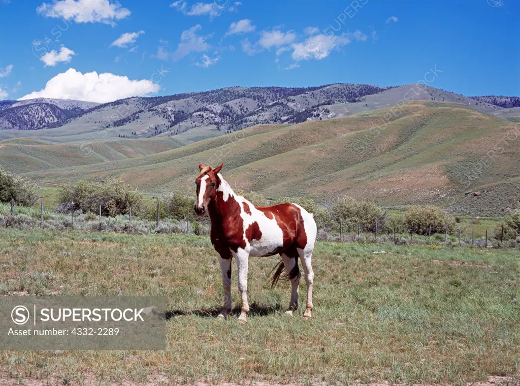 Pinto horse in pasture between Warm Creek and Horse Creek east of Bannack Pass, Idaho.