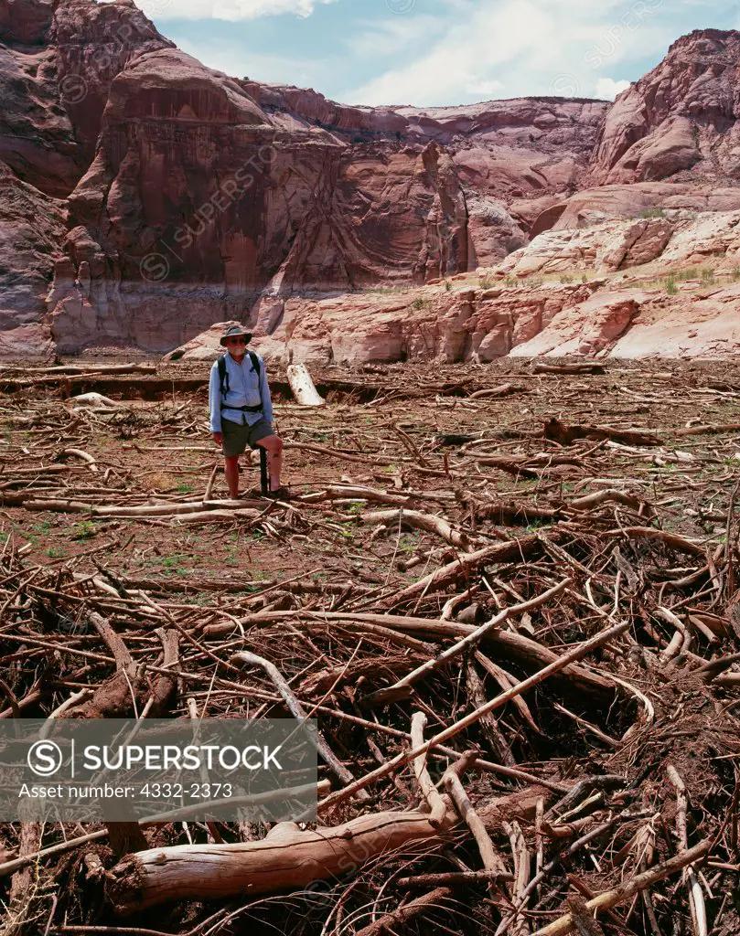Tim Pfeiffer attempting to hike through quagmire of quick-mud and rotting vegetation clogging Navajo Canyon seven miles below the confluence with Choal Canyon, Glen Canyon National Recreation Area, Arizona.  This photo depicts sediment and debris filling Lake Powell behind the Glen Canyon Dam.  Low lake level at 3,600 feet exposes destruction of a formerly pristine riparian canyon.