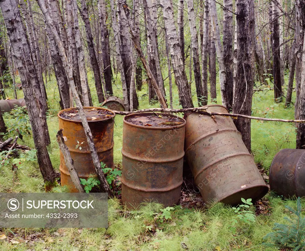 Abandoned 55-gallon drums left between the late 1930s through the 1940s by the U.S. Army Air Force and redistributed by Koyukuk River floods in woods downstream from Old Bettles, Alaska