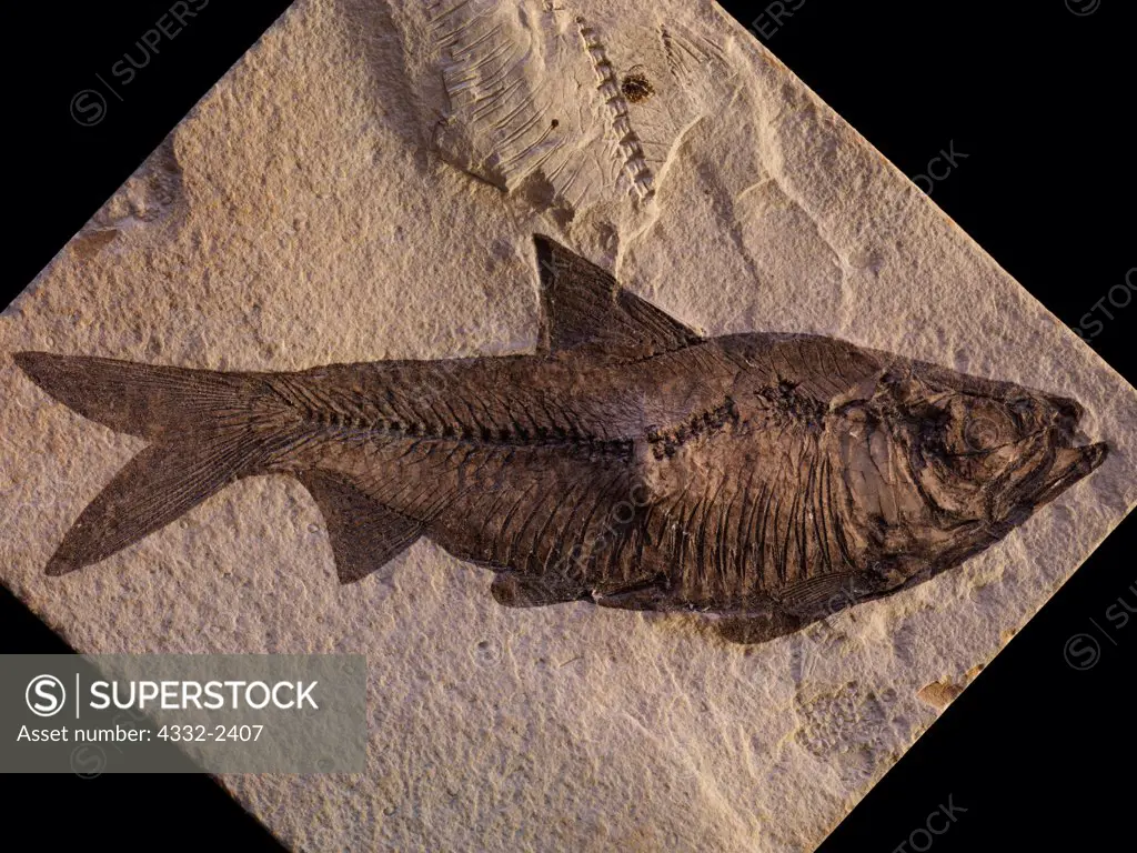 Freshwater fossilized herring-like fish, Knightia eocaena, state fossil of the State of Wyoming from the 55-million-year-old Eocene Green River Formation, Kemmerer, Wyoming.