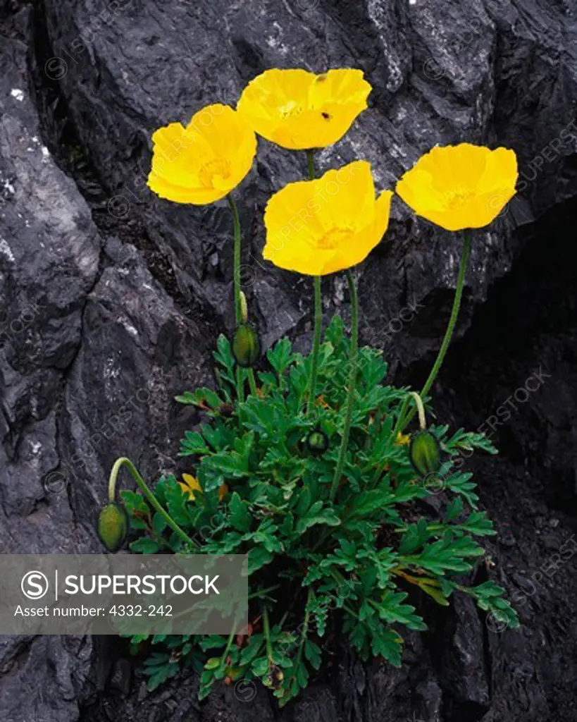 A Macoun's poppy (Papaver macounii) blooms on a rock cliff of Summit Island, Walrus Islands State Game Sanctuary, Bristol Bay, Alaska.