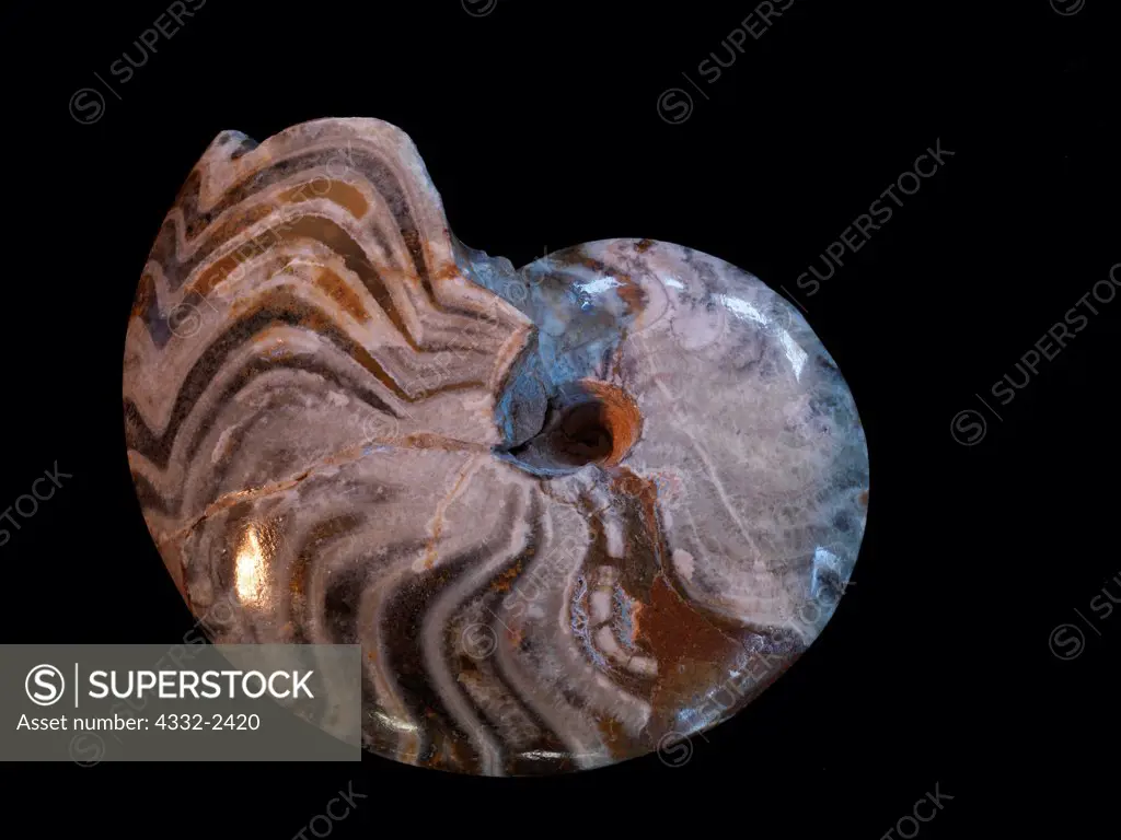 Nautilus (Eutrephoceras dorbignyanum) fossil