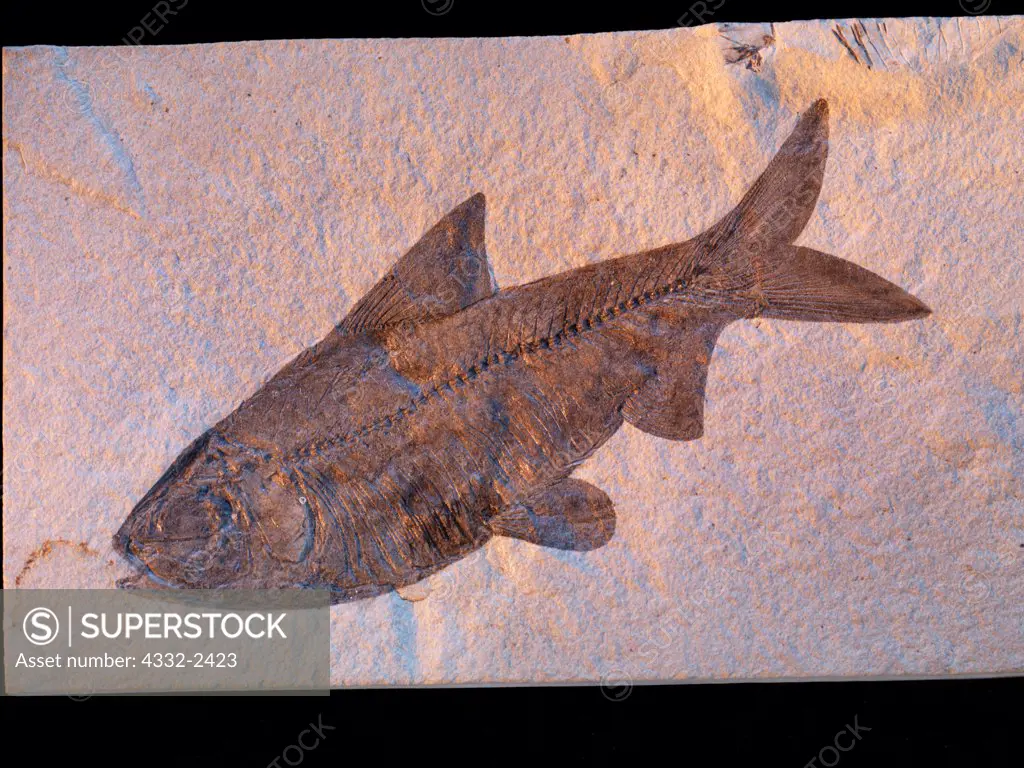 Freshwater fossilized herring-like fish, Knightia eocaena, state fossil of the State of Wyoming from the 55-million-year-old Eocene Green River Formation, Kemmerer, Wyoming.