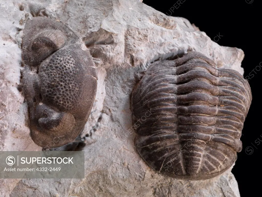 Devonian Phacops rana milleri trilobite demonstrating shedding of the exoskeleton, Silica Formation, Sylvania, Ohio.