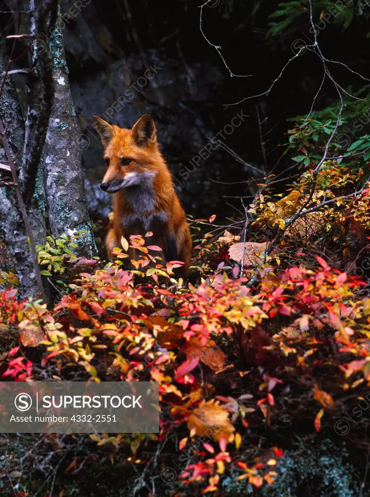 Red Fox, Vulpes fulva, Acadia National Park, Maine.