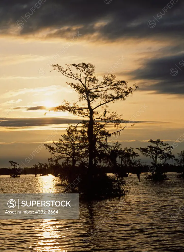 Sun silhouetting Bald Cypress, Taxodium distichum, Atchafalaya Basin, Louisiana.