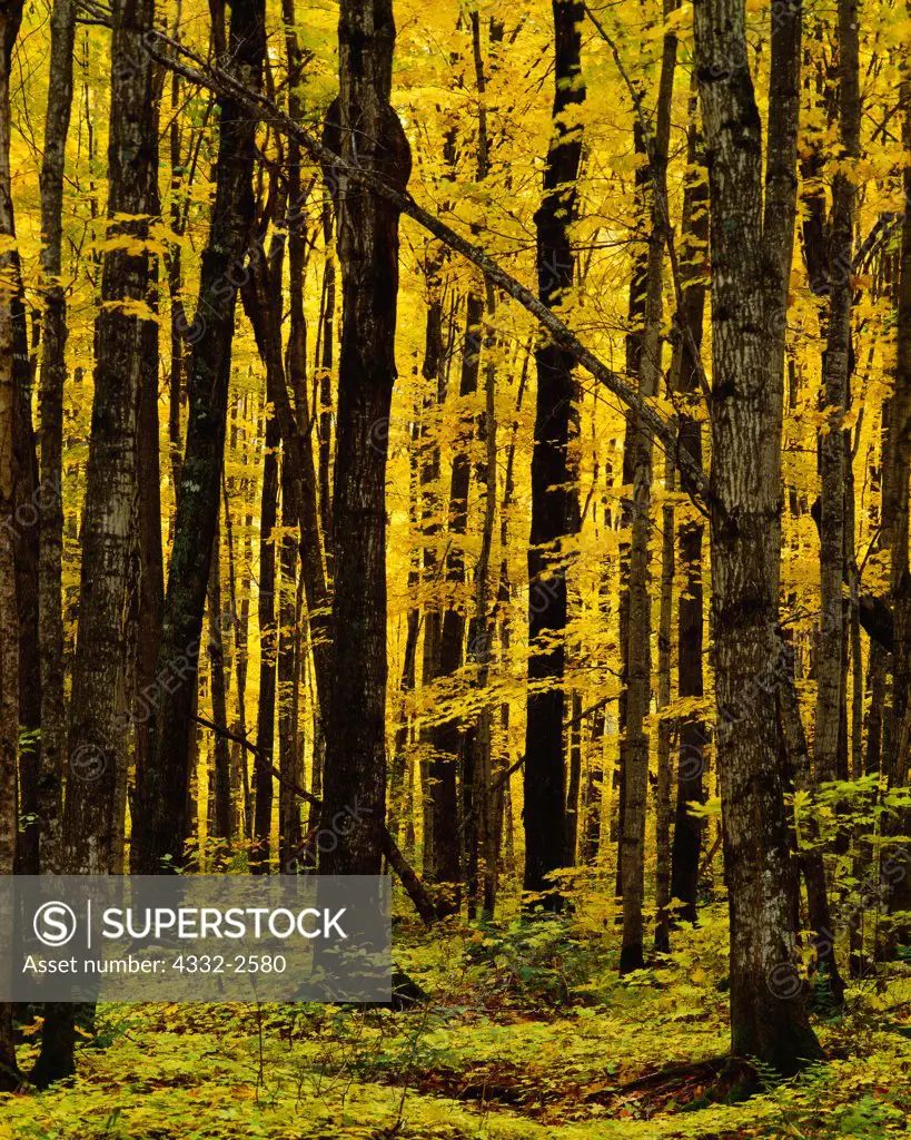 Golden color of Sugar Maple forest in autumn, near Berranger Creek, Ottawa National Forest, Upper Peninsula of Michigan.