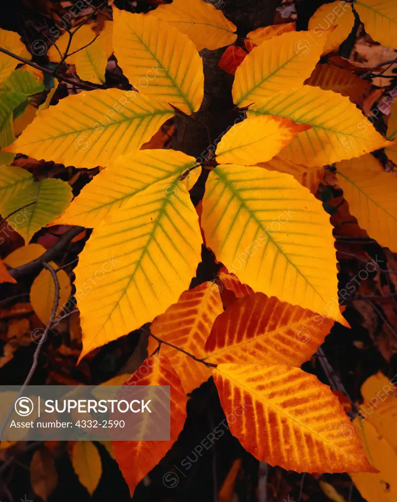Autumn colors of American Beech, Fagus grandifolia, northern hardwood forest near Clarkston, northern Oakland County, Lower Peninsula of Michigan.