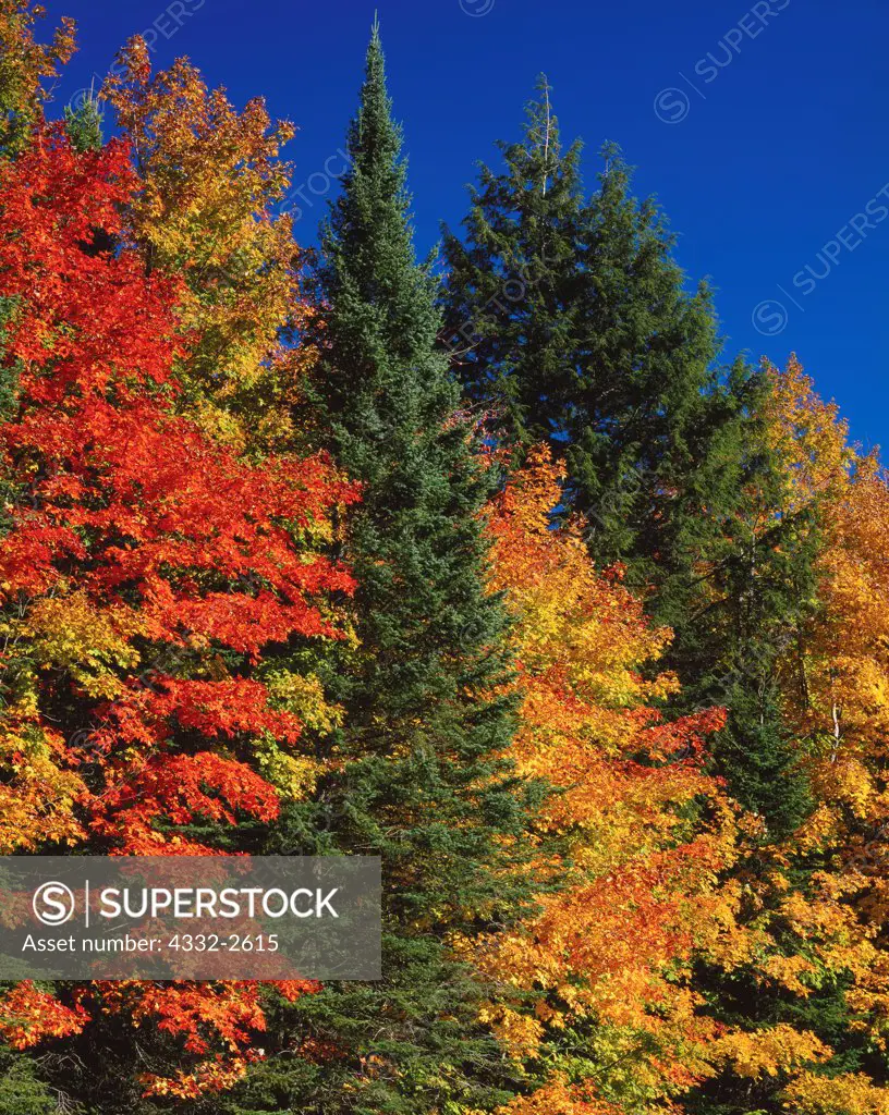 Autumn colors of sugar maples, Acer saccharum, growing among white spruce, Picea glauca, and white cedar, Thuja occidentalis, Hiawatha National Forest, Upper Peninsula of Michigan.