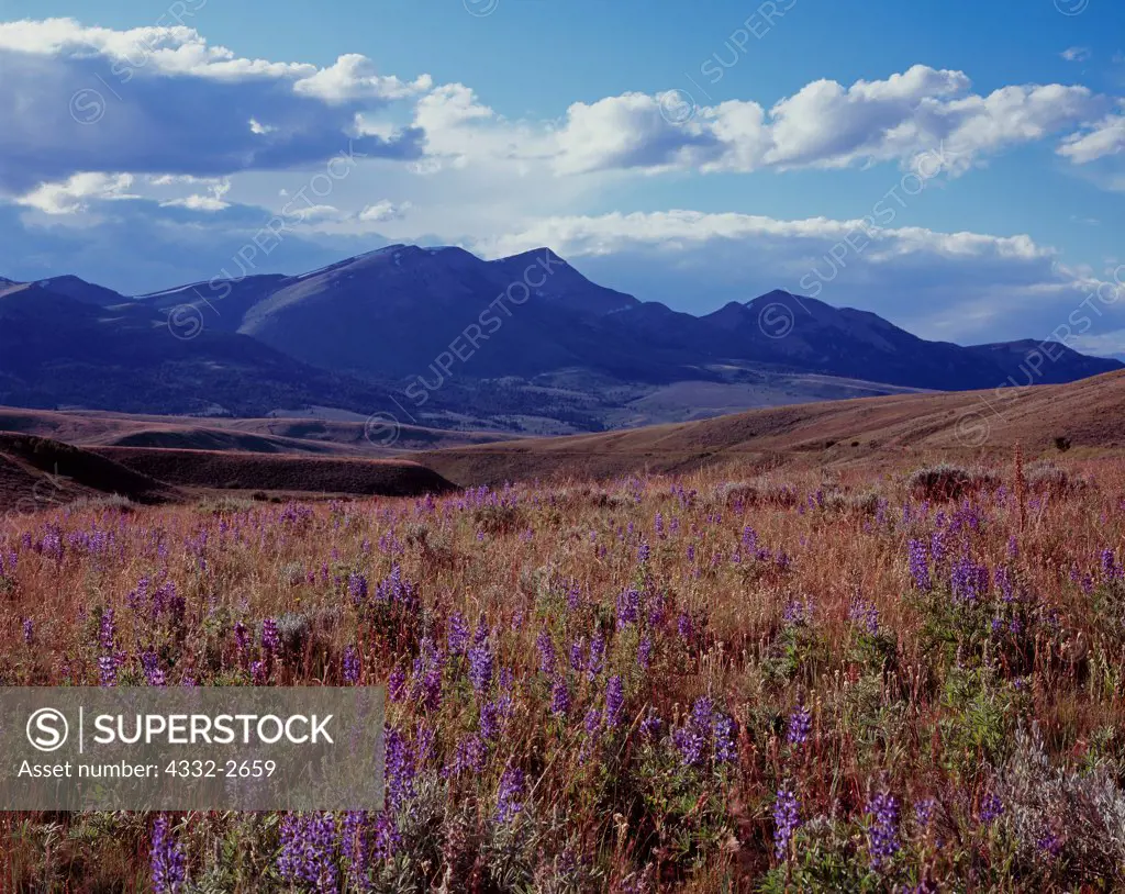 Lupine blooming on bench above the Ruby River with the Snowcrest Range beyond, Beaverhead-Deerlodge National Forest, Montana.
