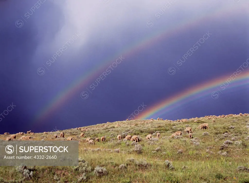 Double rainbow, including supernumerary rainbow below main arc, over sheep grazing above the Ruby River, Beaverhead-Deerlodge National Forest, Montana.