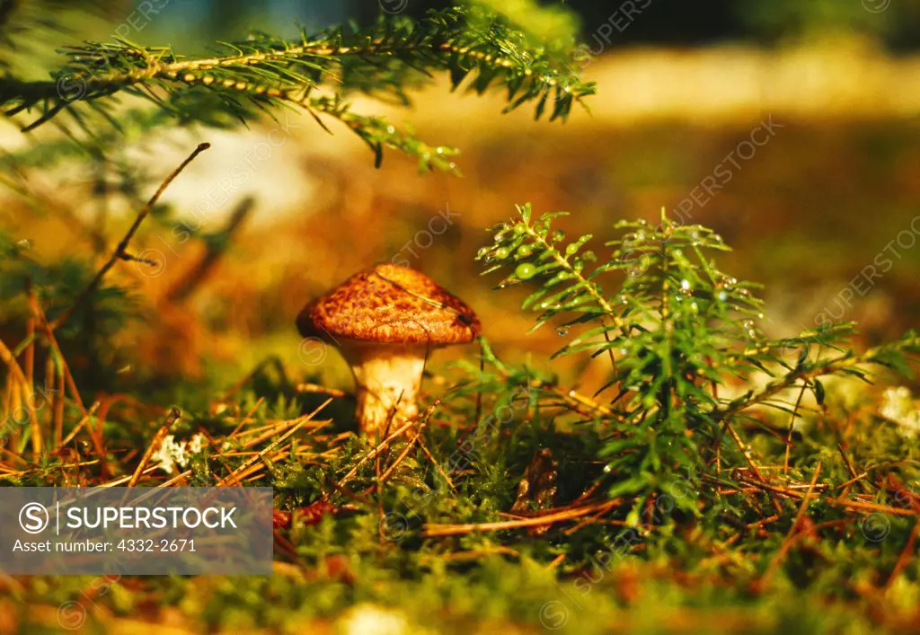 Mushroom growing from sphagnum moss and framed by balsam firs, muskeg, Quetico Provincial Park, Ontario, Canada.
