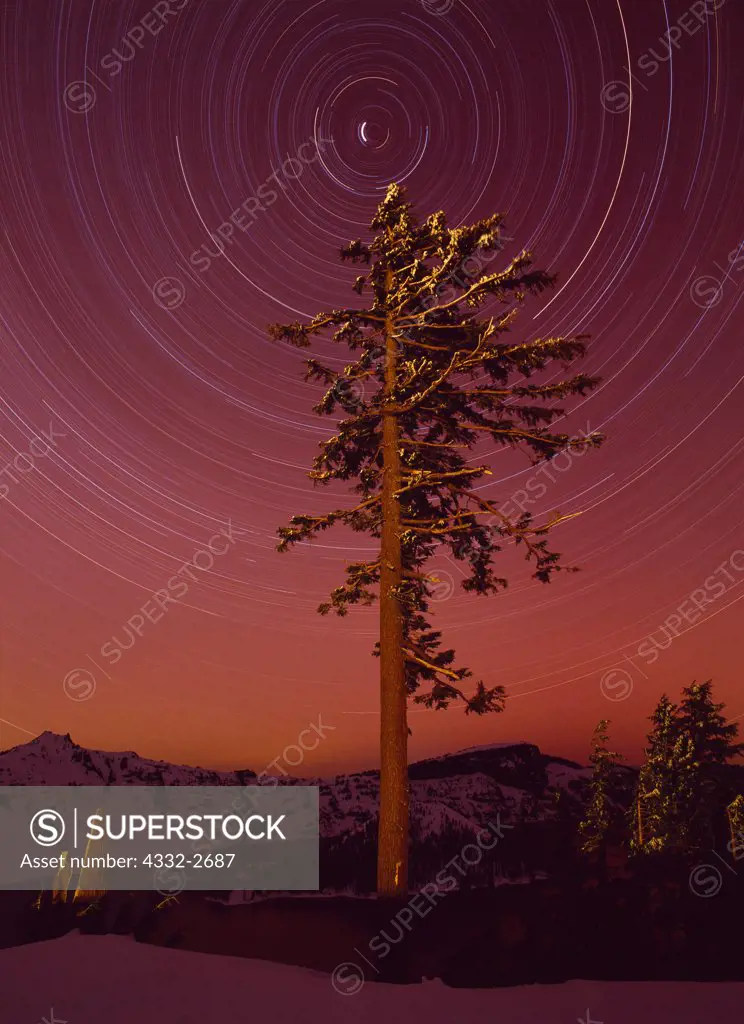 Six hour night exposure of star trails rotating around Polaris, the North Star, silhouetting Mountain Hemlock on the rim of Crater Lake, Crater Lake National Park, Oregon.