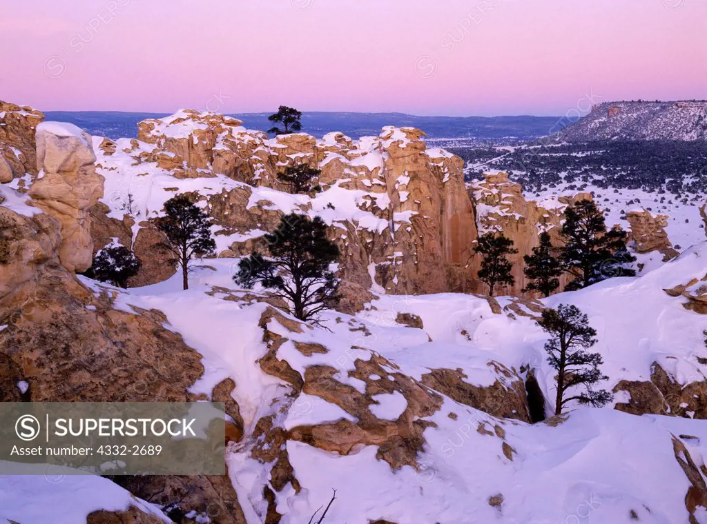 Ponderosa Pines on the top of Inscripton Rock, dusk at El Morro National Monument, New Mexico.