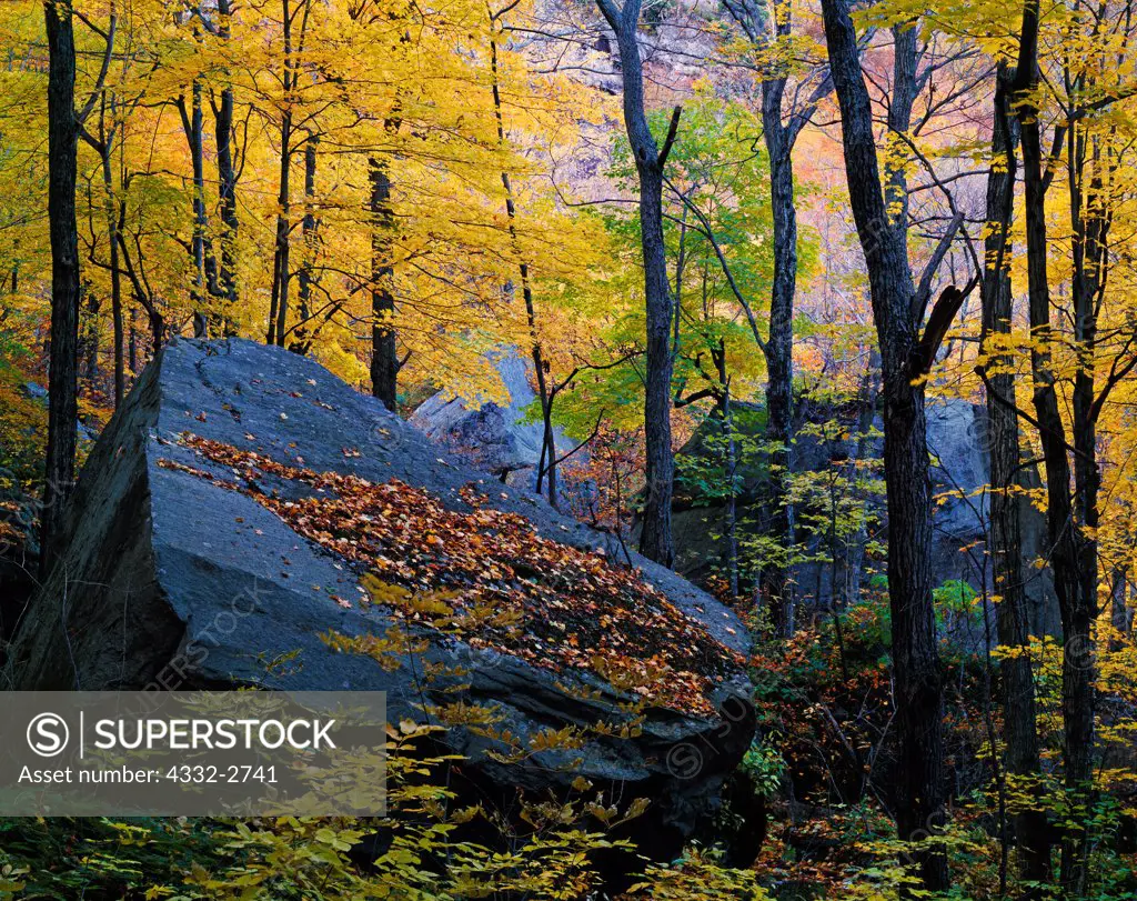 Huge boulders in hardwood forest at the base of Poke-O-Moonshine Mountain, Adirondack Park, New York.