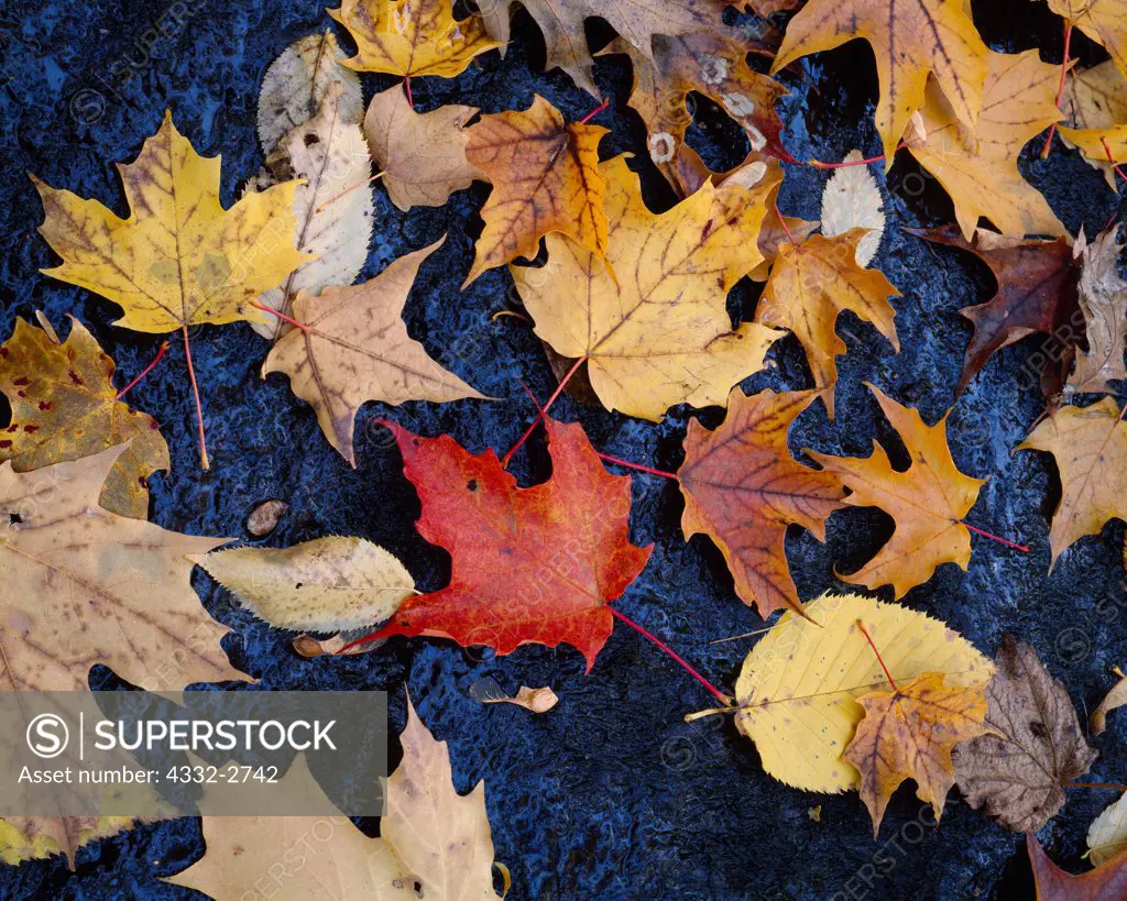 Autumn colors of Sugar Maple, Acer saccharum, and brich leaves, Poke-O-Moonshine Mountain, Adirondack Mountains, Adirondack Park, New York.