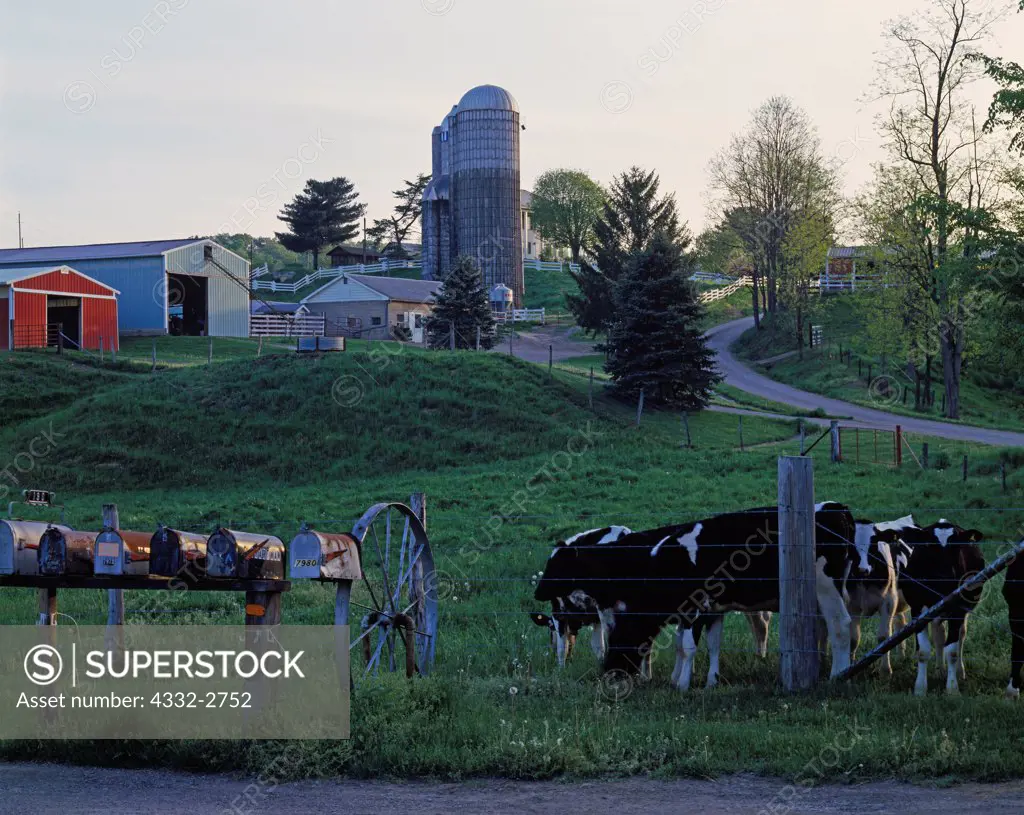 Holsteins waiting for the mail, farm in Fairfield County, Ohio.