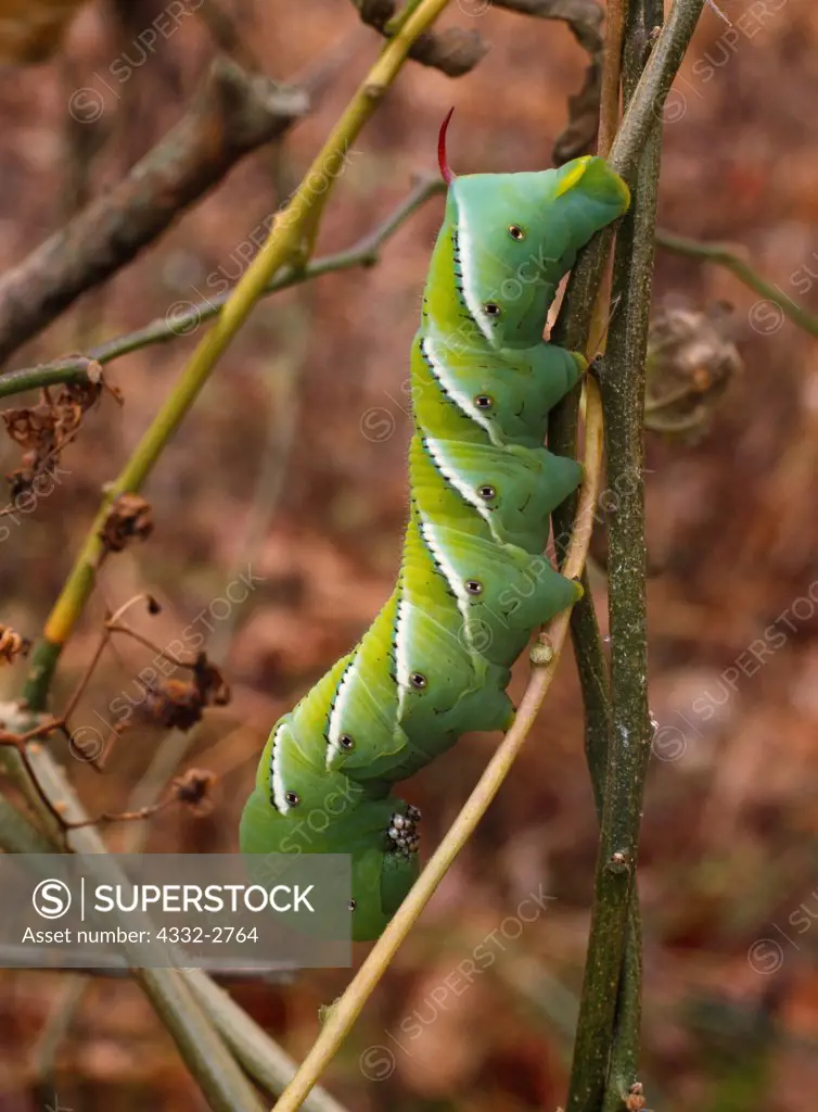 Large and showy Tobacco Hornworm, caterpillar of the Carolina Sphinx moth, Manduca sexta, Cedar Bog, a nature preserve near Urbana, Ohio.