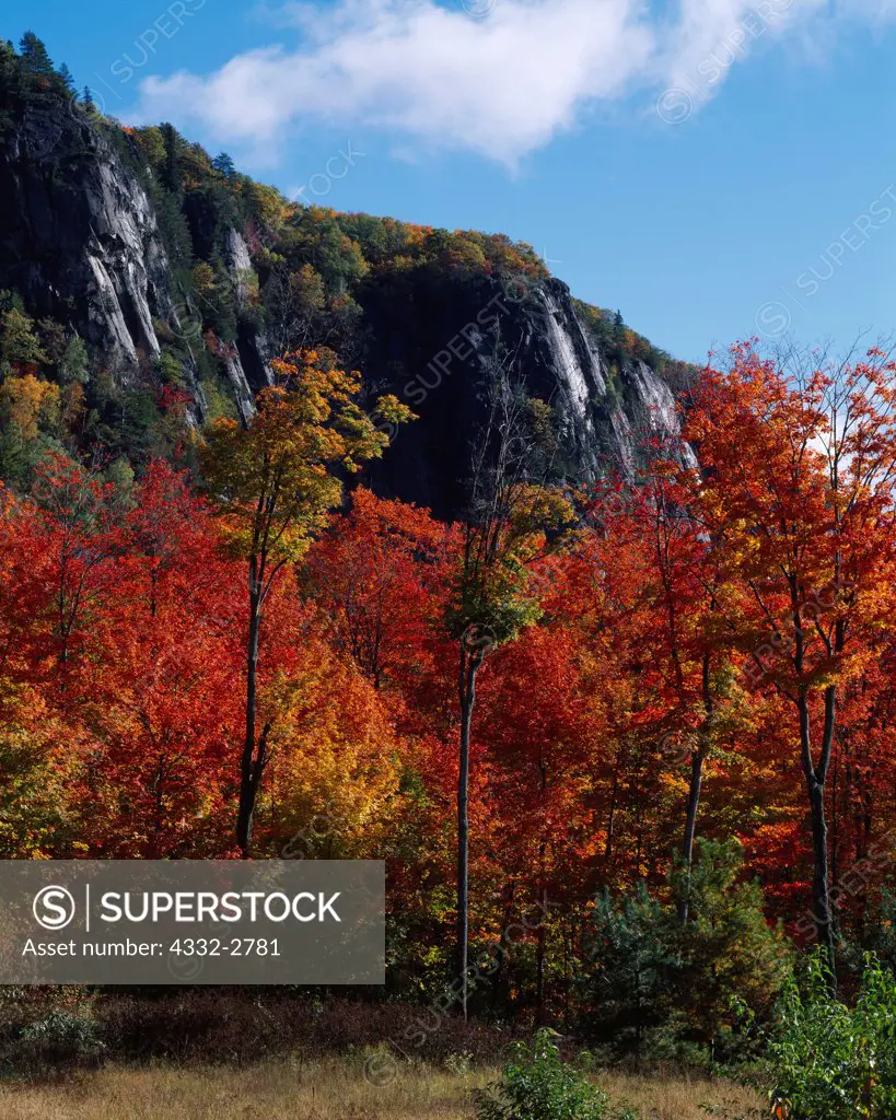 Autumn colors of Sugar Maples, Acer saccharum growing below granite cliff near King Mountain north of Sault Ste. Marie, Ontario, Canada.