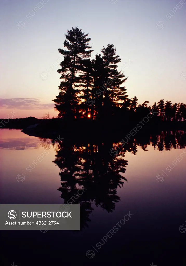 White pine reflected in Nym Lake, Quetico Provinicial Park, Ontario, Canada.