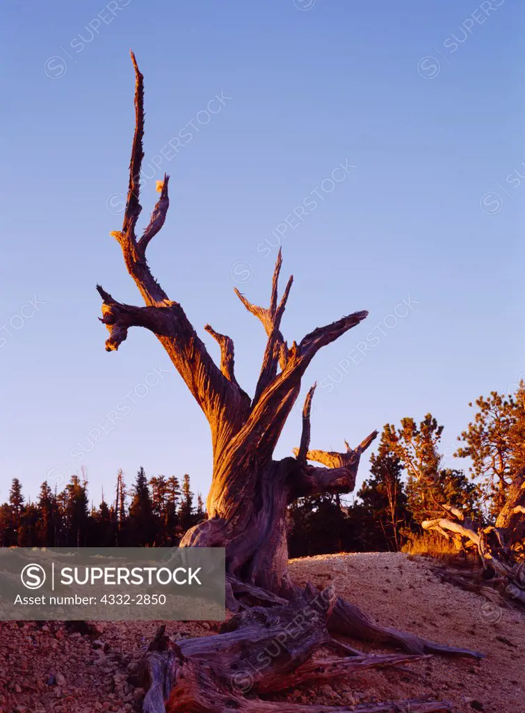 Weather-sculpted snag below the Rim east of Bryce Point, Bryce Canyon National Park, Utah.
