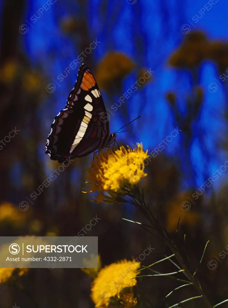 California Sister Butterfly, Limenitis bredowii, feeding on Rubber Rabbitbrush, Chrysothamnus nauseosus, Riggs Spring, Bryce Canyon National Park, Utah.