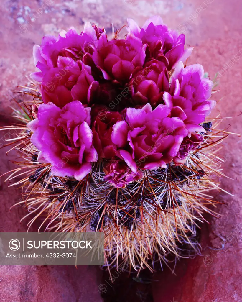 Whipple's Fishhook Cactus, Sclerocactus whipplei, growing from crack in Navajo Sandstone, Egypt, Escalante River Basin, Glen Canyon National Recreation Area, Utah.