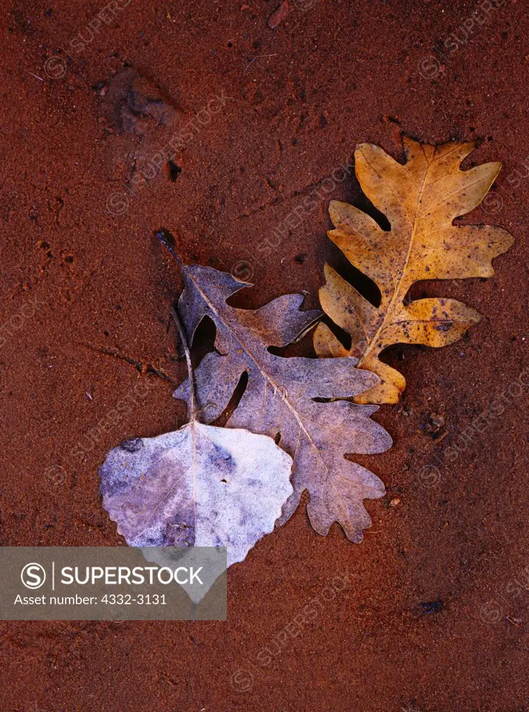 Oak and cottonwood leaves on a sandy canyon floor tributary to the Escalante River, Glen Canyon National Recreation area, Utah.