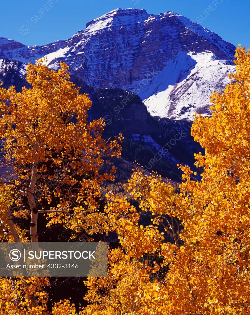 Autumn gold of Quaking Aspen, Populus tremuloides, with Mount Timpanogos beyond, Wasatch Range, Uinta National Forest, Utah.